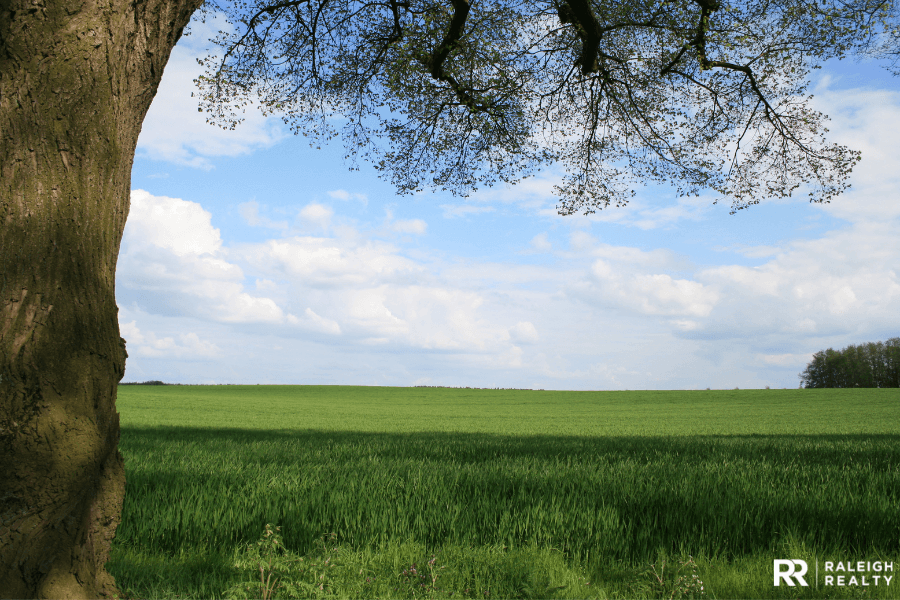 An image of a field and tree, great land to build a home on