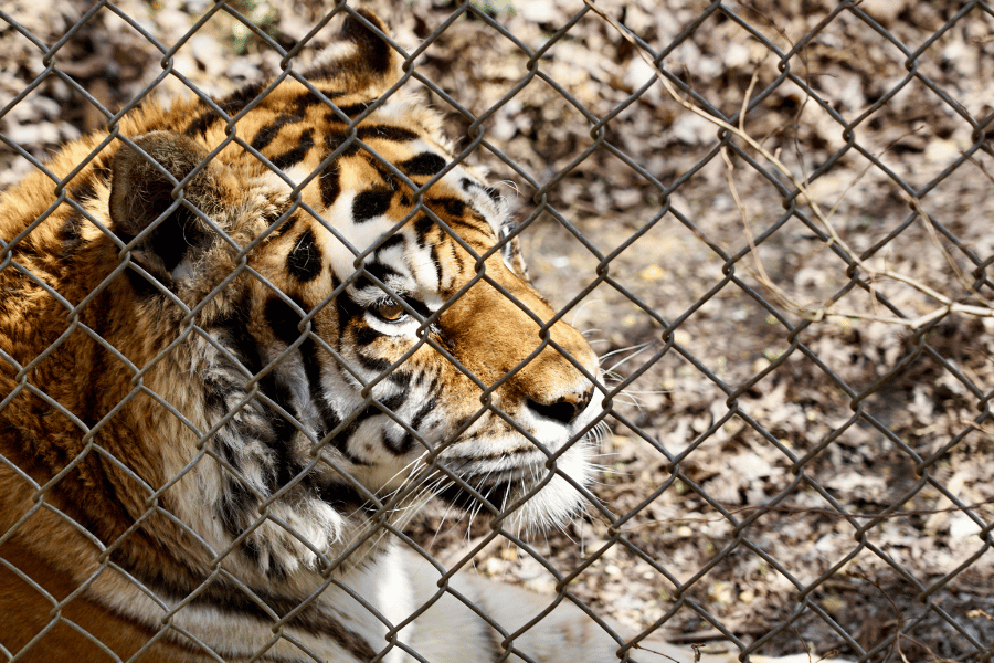 Rescued tiger in exhibit in NC