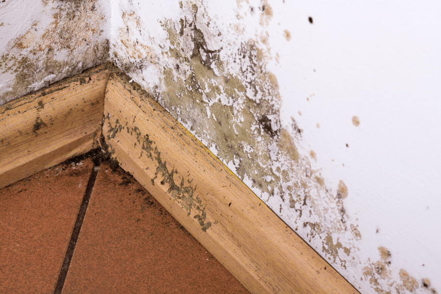 mold and moisture buildup in residential home 
