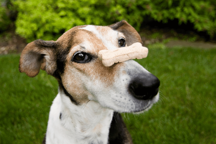 cute dog balancing a treat on its nose 