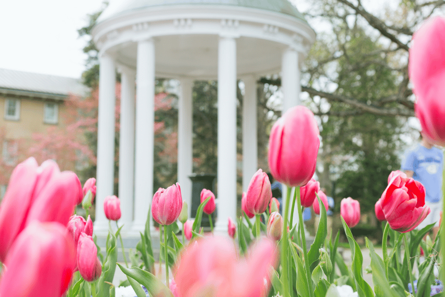 UNC Campus with pink flowers in foreground in Chapel Hill