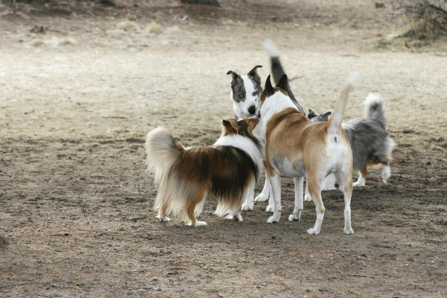 group of cute dogs playing at a dog park in the shade