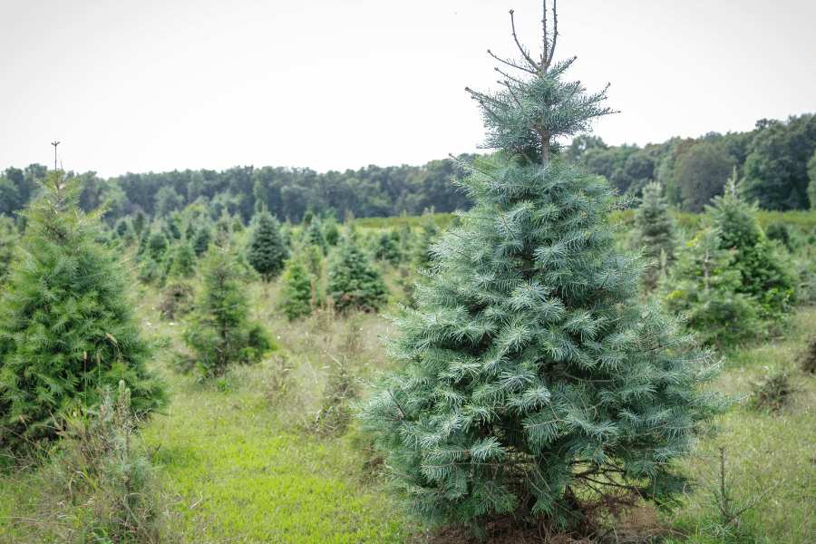 Fraser Fir in Western NC christmas tree Farm