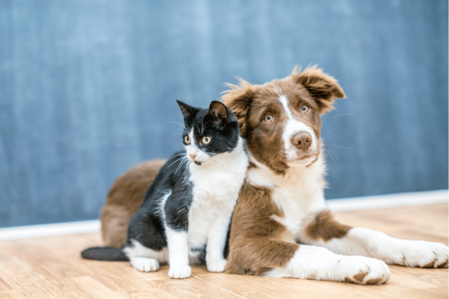 cute brown and white dog and black and white cat sitting together 