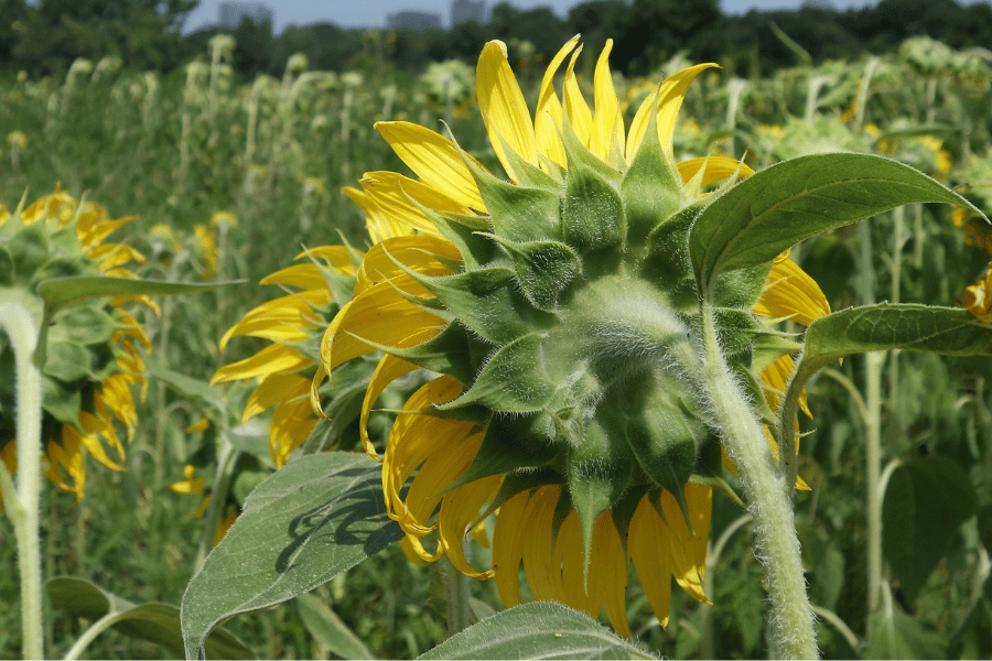 Sunflower field in Dorothea Dix Park Raleigh NC