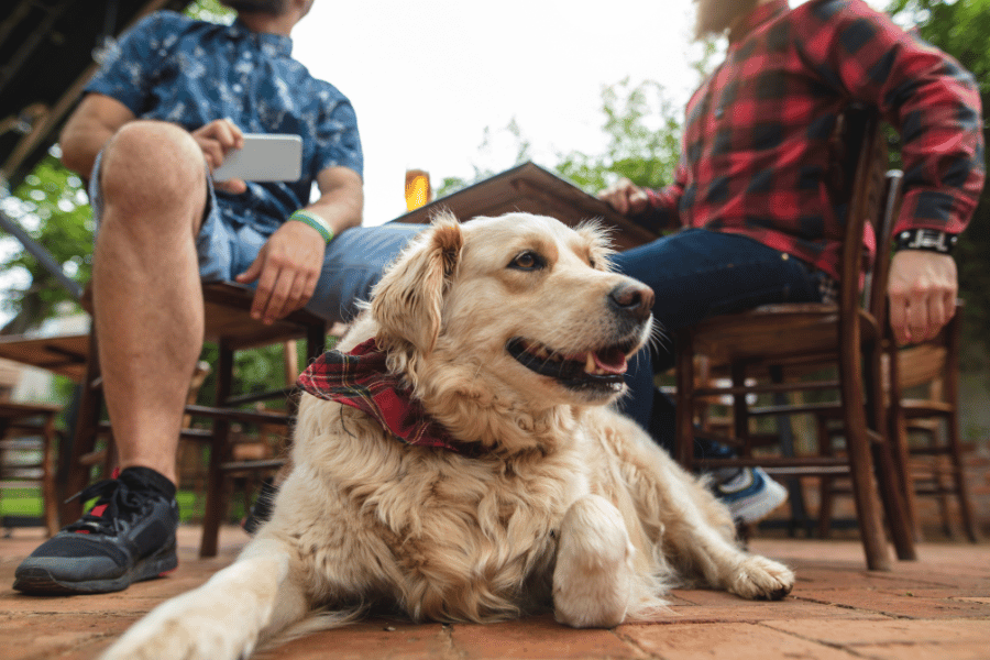 family dog wearing a bandana sitting with family outdoors