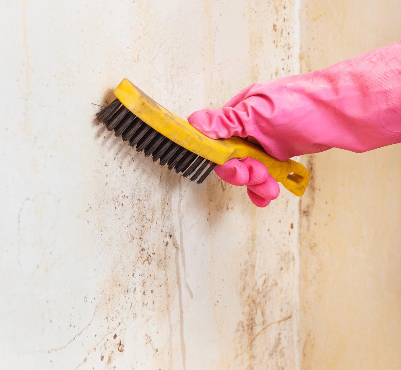 Woman Cleaning Mold Off Wall with Brush 